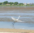 White crane bird flying near beautiful pond. Water bird and nature background.