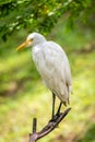 White crane bird sitting on branch in Malaysia Royalty Free Stock Photo