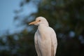 White crane bird standing on tree closeup shot