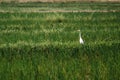 White Crane bird stork in the field