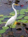 White Crane of Cuba