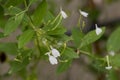 White crane flower or Rhinacanthus nasutus, white flowers on tree.