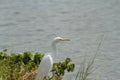 white crane on the grass by the lake