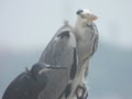 White Crane,Great Egret Bird And gray Heron :crane birds at Zanibar island Royalty Free Stock Photo