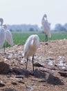 The white crane or Leucogeranus leucogeranus waiting in a field