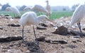 The white crane or Leucogeranus leucogeranus waiting for good catch