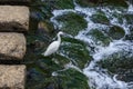 White crane at Nakashima river Royalty Free Stock Photo