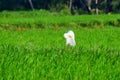 Rice field from India and a white crane sleeping