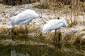 White crane