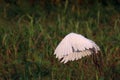 White crane take off to fly Royalty Free Stock Photo