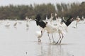 White cranes fighting for foods in lotus root pond