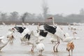 White cranes fighting for foods in lotus root pond