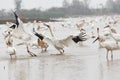 White cranes fighting for foods in lotus root pond