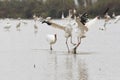 White cranes fighting for foods in lotus root pond Royalty Free Stock Photo