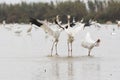 White cranes fighting for foods in lotus root pond Royalty Free Stock Photo