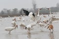 White cranes fighting for foods in lotus root pond Royalty Free Stock Photo