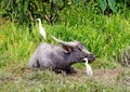 White cranes and gazing buffalo Royalty Free Stock Photo