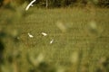 White cranes are in the green field at the morning,Common Crane, Cranes Flock on the green field
