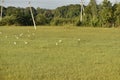 White cranes are in the green field at the morning,Common Crane, Cranes Flock on the green field