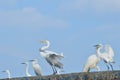 White cranes on the roof top Royalty Free Stock Photo