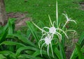 White cranium flowers