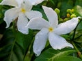 White crape jasmine flower is blooming in a rainy day on a beautiful garden Royalty Free Stock Photo