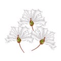 White Crape Myrtle Flowers on White Background