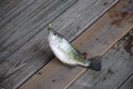 White crappie fish on dock Royalty Free Stock Photo