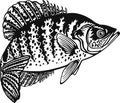 White Crappie fish - Freshwater sport fish - vector illustration Royalty Free Stock Photo