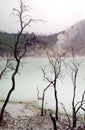 White Crater Volcanic Lake with Dead Trees in Ciwidey, West Java. Royalty Free Stock Photo
