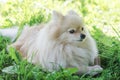 White cream German Pomeranian Spitz dog nibbles a bone. stick for brushing teeth. daily oral care. hard to reach canine