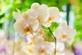 White Cream Orchid Royalty Free Stock Photo