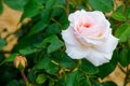 White cream pink single rose with its green leaves in a spring season at a botanical garden. Royalty Free Stock Photo