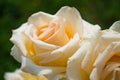 White, cream roses bloom Royalty Free Stock Photo