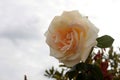 A white creamy tender rose in bloom, blossom, steely grey sky in the background