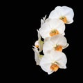 White creme blooming orchid of the genus phalaenopsis variety Darwin with orange  lip on black background Royalty Free Stock Photo