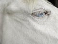 White cremello horse blonde mane blue eyes Royalty Free Stock Photo