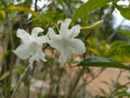 White Crepe jasmine Royalty Free Stock Photo