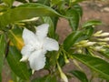 White Crepe jasmine Royalty Free Stock Photo