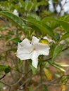 White Crepe jasmine Royalty Free Stock Photo