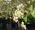 White Crepe myrtle flower Royalty Free Stock Photo