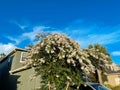 White crepe myrtle flower Royalty Free Stock Photo