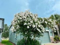White crepe myrtle flower Royalty Free Stock Photo