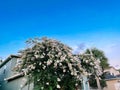 White crepe myrtle flower Royalty Free Stock Photo