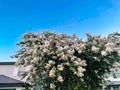 White crepe myrtle flower Royalty Free Stock Photo