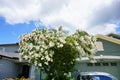 White crepe myrtle flower Royalty Free Stock Photo