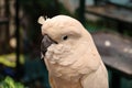 White -crested cockatoo Royalty Free Stock Photo