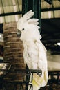 Cockatoo is cute pet