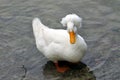 White Crested Duck Royalty Free Stock Photo