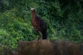 White-crested Guan bird Royalty Free Stock Photo